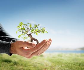 Image of person holding a small tree in palms on a nice sunny day near Shull Family Dentistry.