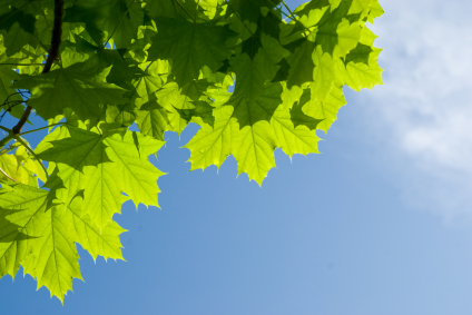 Image of tree leaves near Shull Family Dentistry.