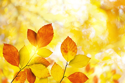 Autumn tree leaves near Shull Family Dentistry.