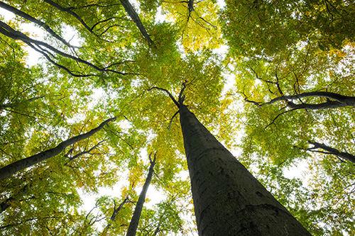 Image of the tree canopy near Shull Family Dentistry.